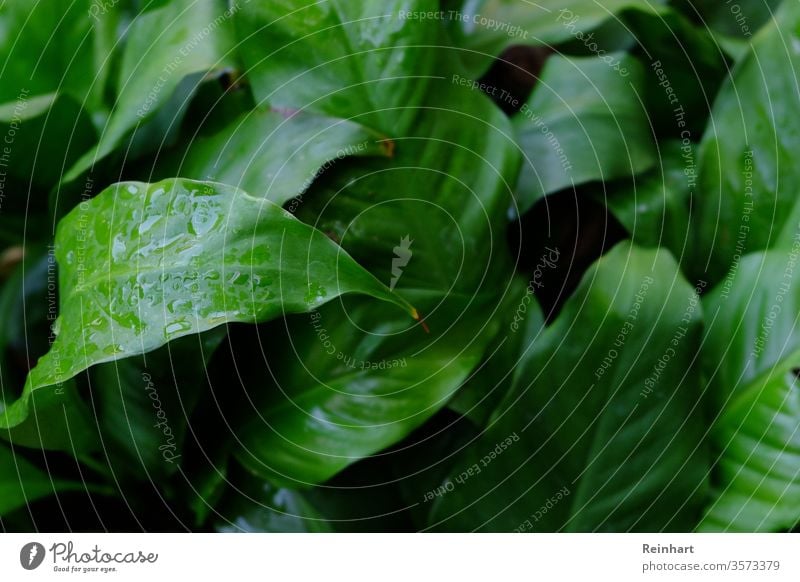 Frische Blätter frisch Blatt Herbstlaub Natur Farbfoto Sommer Frühling Überstrahlung Blüte Hintergrund natürlich Blütenblatt Beautyfotografie Nahaufnahme