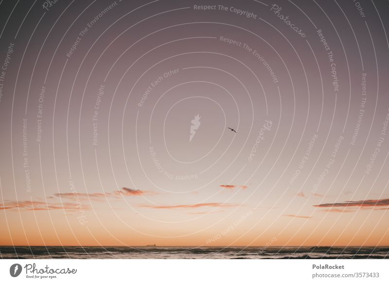 #As# Sonnenflieger Ferien & Urlaub & Reisen Farbfoto Landschaft Meer Außenaufnahme Natur Idylle Ruhe ruhen Fernweh Neuseeland Küste Sonnenaufgang Strand