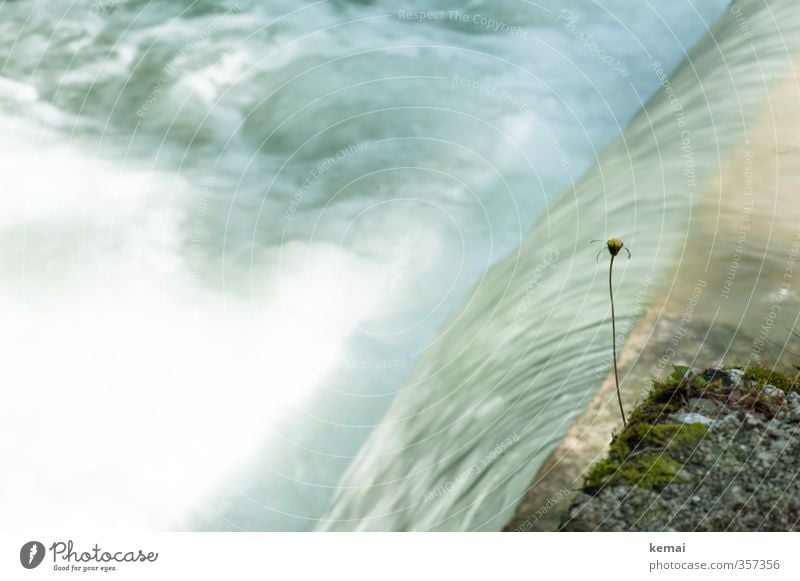 AST6 Inntal | Stufenwasser II Umwelt Natur Pflanze Wasser Sonnenlicht Sommer Schönes Wetter Blume Küste Bach Fluss Wachstum kalt nass Energie Geschwindigkeit