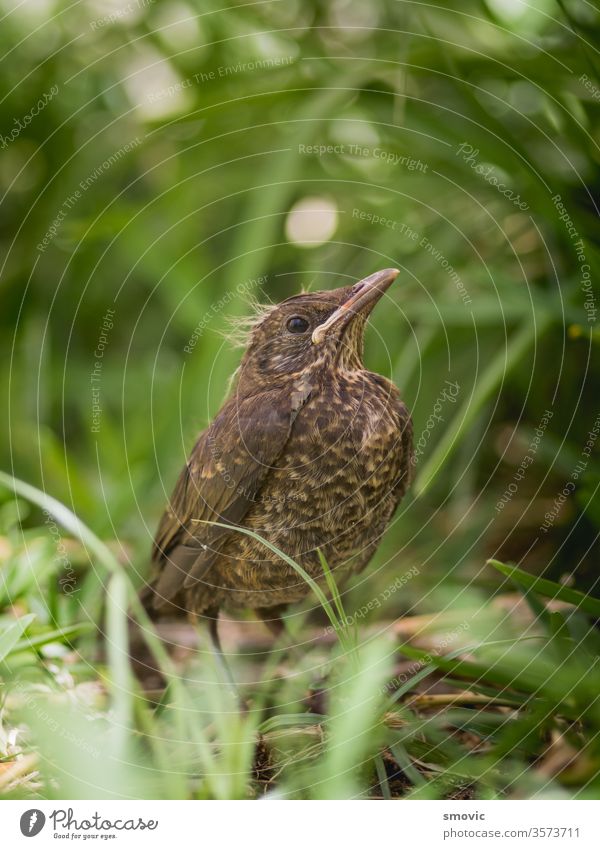 Europäisches Amselküken, das gerade das Nest verlassen hat Tier Vogel Vogelschutz Geburt Zucht Küken Hähnchen Nahaufnahme farbenfroh bunt grün Lebensraum