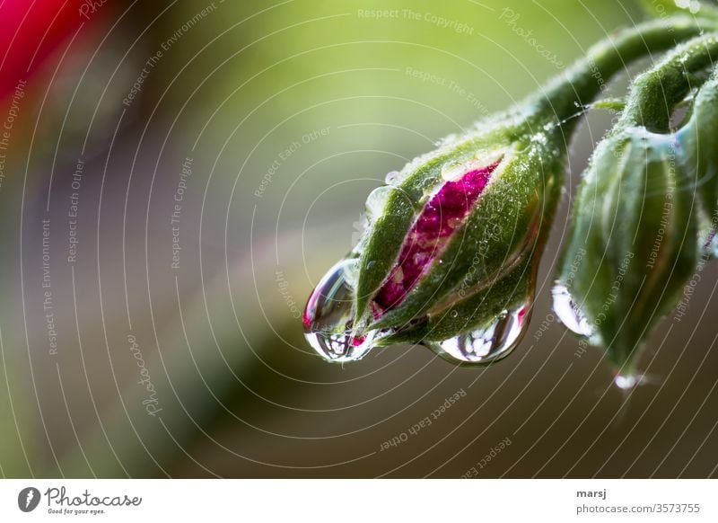 Wassertropfen an Pelargonien-Blütenknospe nass Morgen natürlich einzigartig Pflanze belebend erfrischend Schwache Tiefenschärfe Reflexion & Spiegelung Kontrast