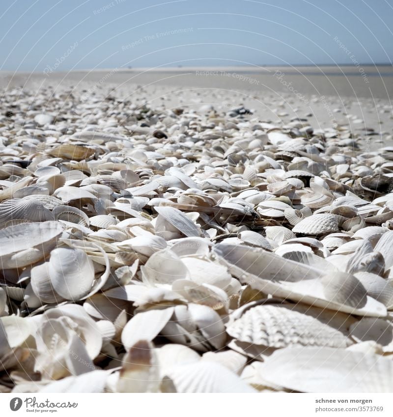 weisse muscheln am strand meer weite horizont himmel sand Natur Küste Wasser Ferne Wellen Meer Ferien & Urlaub & Reisen Menschenleer Himmel Erholung Landschaft