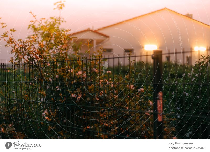 Rosenbusch am Zaun mit beleuchtetem Haus im Hintergrund Roséwein grün Gartenarbeit Buchse Blütenblätter rosa schön Überstrahlung Blume niemand Natur Blütezeit