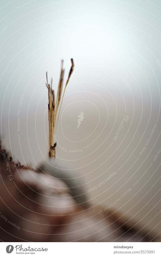 Trockener Planzenstil mit erdigen Farben Haiku Natur Unschärfe Pflanze Außenaufnahme Schwache Tiefenschärfe Umwelt Farbfoto Tag natürlich echt ehrlich einfach