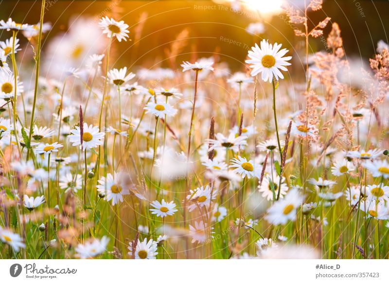 Margeritenfeld in Abendlicht Natur Landschaft Pflanze Sonnenlicht Frühling Schönes Wetter Blume Blüte Wildpflanze margeriten blumenfeld daisies field flowers