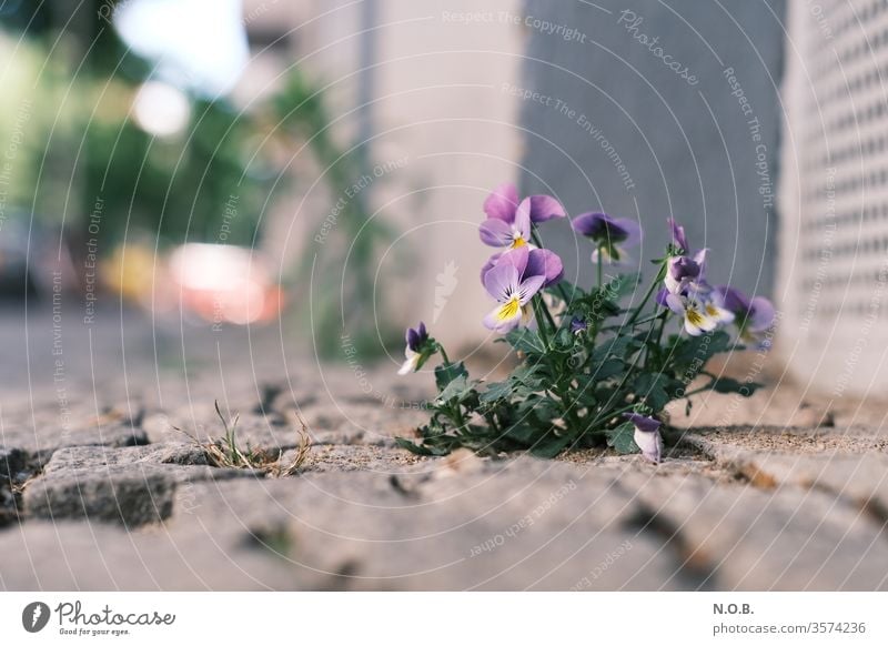 Eine Blume wächst auf dem Bürgersteig Stiefmütterchen Pflanze Farbfoto Blüte Außenaufnahme Menschenleer Schwache Tiefenschärfe Blühend Natur Nahaufnahme