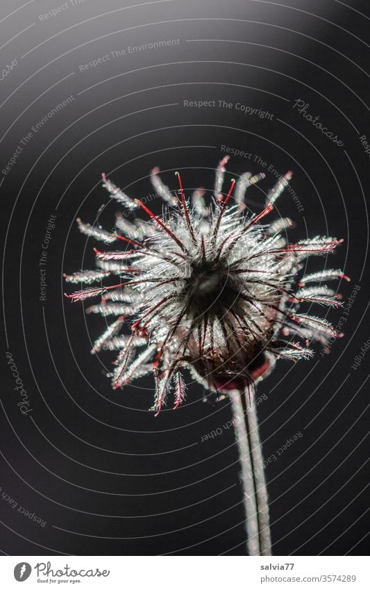 fein behaart leuchtet die Blüte der Bachnelkenwurz vor schwarzem Hintergrund Pflanze Samenstand Natur Gegenlicht Kontrast leuchten Hintergrund neutral