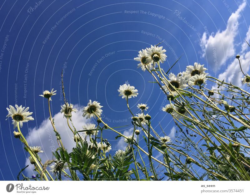 Margeriten Blume Blüte Sommer Natur weiß Pflanze grün gelb Frühling Farbfoto Wiese Außenaufnahme Blühend Menschenleer Tag Nahaufnahme schön Garten Gras