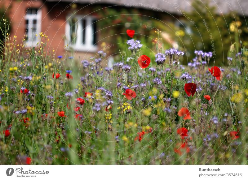 Dorfwiese Reetdach Wiese Wildblumen Außenaufnahme Natur Pflanze Frühling Sommer Garten Blühend Menschenleer Gras Farbfoto Blume Blüte Unschärfe Wachstum schön