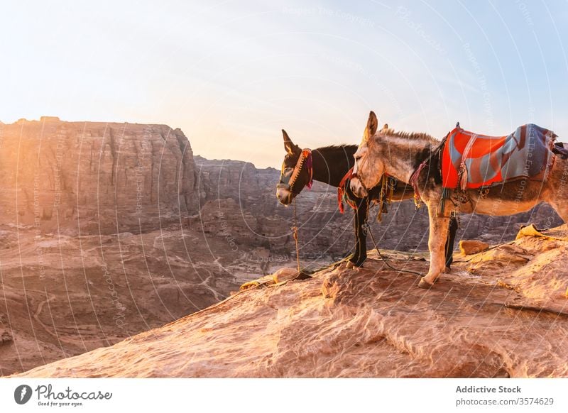 Esel mit traditionellen Decken warten in Gebirgslage auf Touristen Tourismus Sightseeing Saum Berge u. Gebirge felsig trocknen Gelände Tal Ausflug Petra