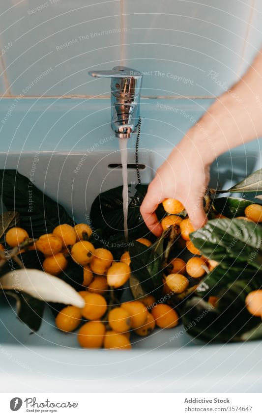 Nutzpflanzenfrau wäscht frische, saftige Nispero-Früchte im Waschbecken Frau nispero loquat Ast grün Blatt Wasserhahn Waschen jung prüfen Schwimmer Tageslicht