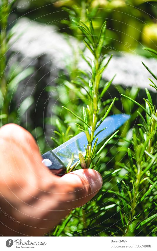 Mann scheidet im Garten mit einem Messer ein Stück Rosmarin ab Pflanze Kräuter & Gewürze Kräutergarten kräuter Kräuterkunde würzen kochen selbstversorger