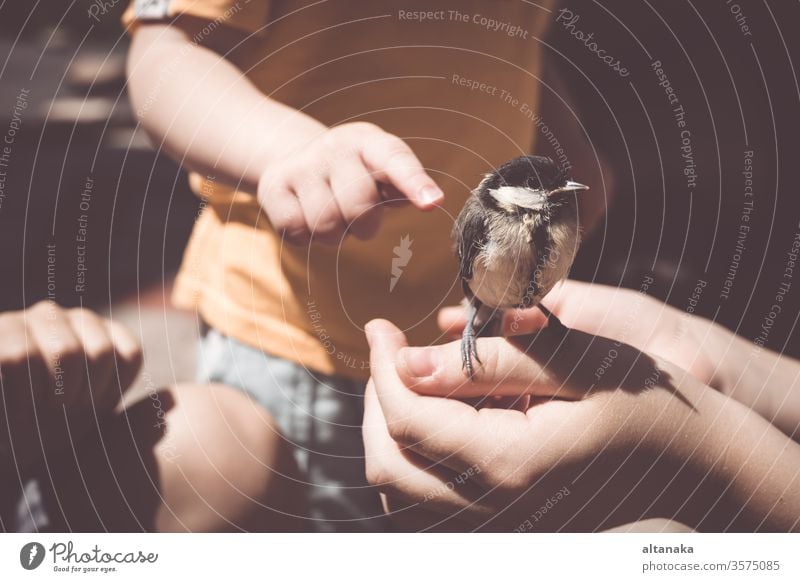 Der kleine Junge spielt tagsüber mit einem Küken. Art Kind Vogel Hand Pflege Tier niedlich Natur im Freien Leben Feder Beteiligung Finger Tierwelt Menschen wild