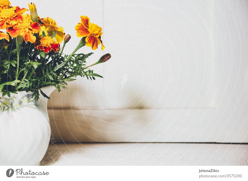 Blumen im Herbst Garten Ringelblume Blütezeit orange Farbe frisch Natur abschließen geblümt tagetes Überstrahlung Pflanze natürlich Flora Nahaufnahme grün