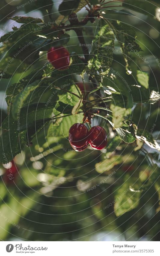 Kirschbaum im Sonnenlicht Kirsche Kirschen Sommer rot Ernte Natur frisch Frucht Garten lecker saftig Außenaufnahme organisch reif Farbfoto Jahreszeiten grün