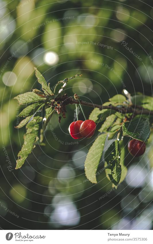 Kirschbaum im Sonnenlicht Kirsche Kirschen Sommer rot Ernte Natur frisch Frucht Garten lecker saftig Außenaufnahme organisch reif Farbfoto Jahreszeiten grün