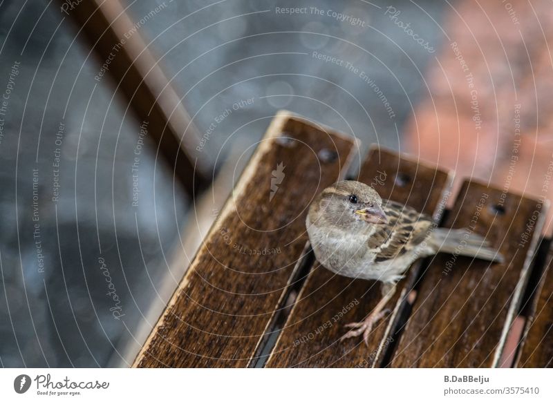 Der freche Spatz wartet auf seinen Anteil. Vogel Tier Außenaufnahme Farbfoto Tag Natur Wildtier Umwelt Tierporträt Menschenleer Neugier mutig Nahaufnahme