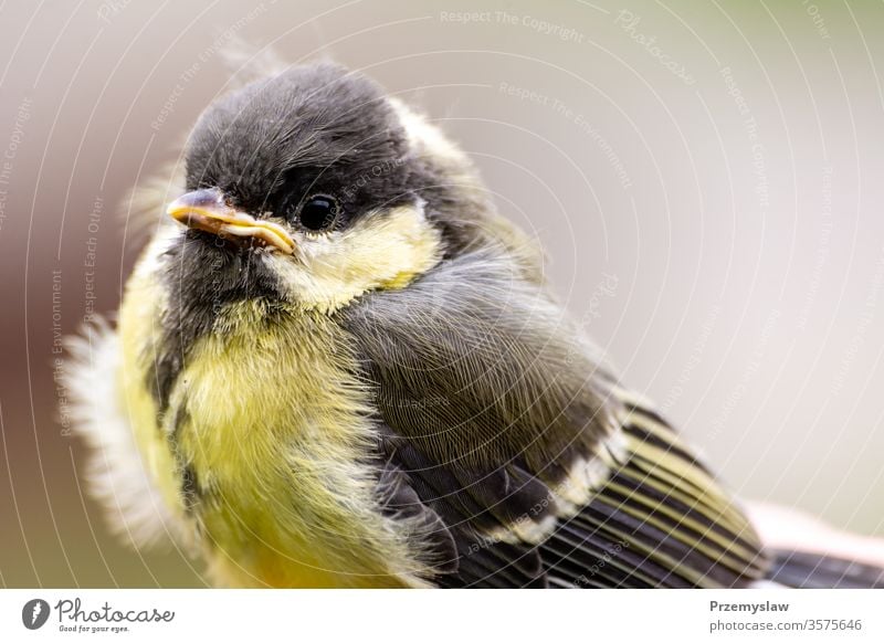 Junge Kohlmeise (Parus major) parus major Vogel Tier jung fliegen Ornithologie Zoologie Fauna horizontal Porträt Nahaufnahme Tag Licht hell farbenfroh gelb