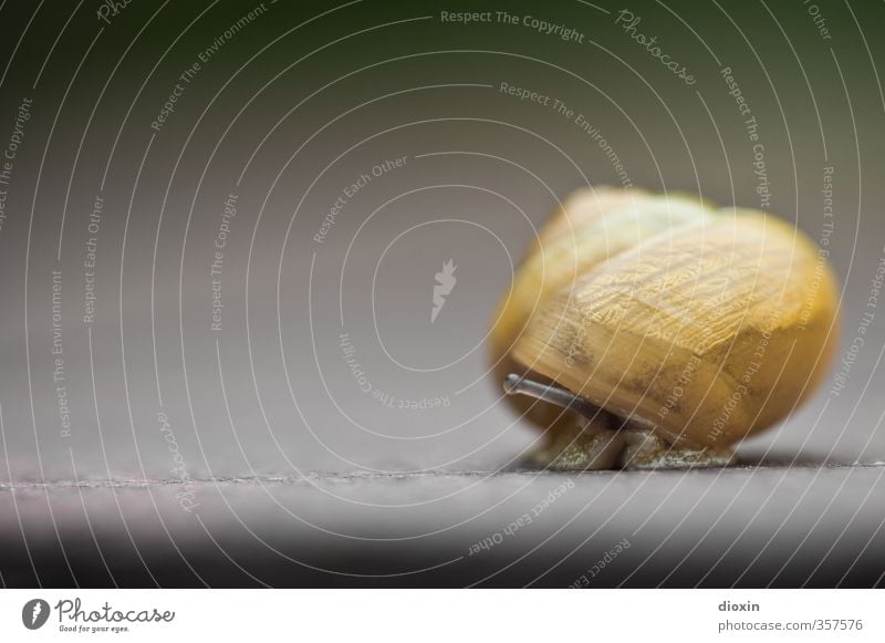 Und wo bleibt der Schnee? Tier Schnecke Schneckenhaus Fühler Weichtier 1 klein Natur Schutz Sicherheit langsam krabbeln Farbfoto Nahaufnahme Detailaufnahme