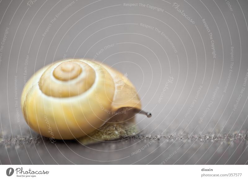 Mal schauen was draußen so los ist... Tier Schnecke Fühler Schneckenhaus 1 Blick klein natürlich Neugier schleimig Interesse Angst Natur Schutz Farbfoto