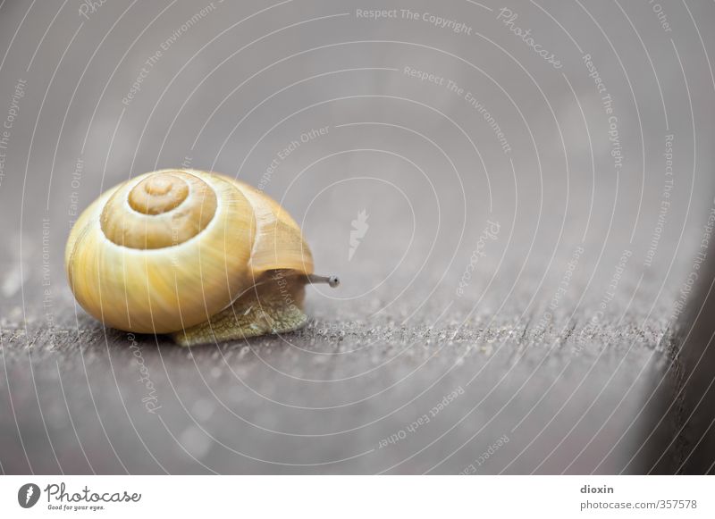 facing the edge Tier Wildtier Schnecke Fühler Schneckenhaus 1 bedrohlich Natur Schutz Sicherheit langsam krabbeln Schädlinge Weichtier Farbfoto Außenaufnahme