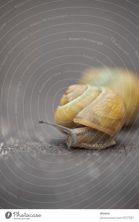 Tier | Weich Schnecke Schneckenhaus Weichtier Fühler 2 Natur Schutz Sicherheit langsam krabbeln Schädlinge Farbfoto Außenaufnahme Nahaufnahme Detailaufnahme