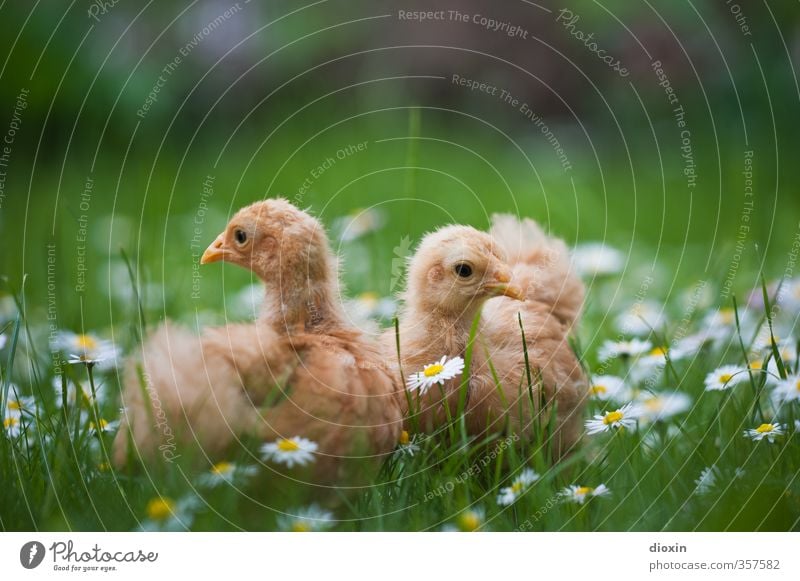 Blumenkinder Landwirtschaft Forstwirtschaft Umwelt Natur Pflanze Tier Gras Wiese Haustier Nutztier Vogel Haushuhn Hühnervögel Küken 2 kuschlig natürlich