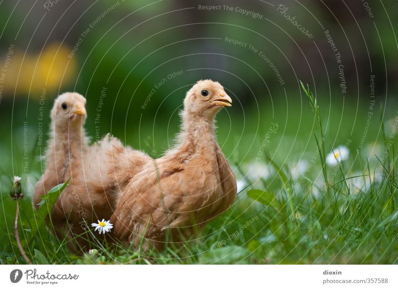 chicks -1- Umwelt Natur Gras Wiese Tier Haustier Nutztier Vogel Haushuhn Küken 2 Tierjunges Blick stehen kuschlig klein natürlich Neugier niedlich Bioprodukte