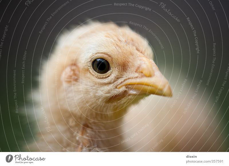 ...is jetzt bald mal Ostern, oder was? Tier Haustier Vogel Haushuhn Küken Schnabel 1 Tierjunges Blick kuschlig klein natürlich Natur Farbfoto Außenaufnahme