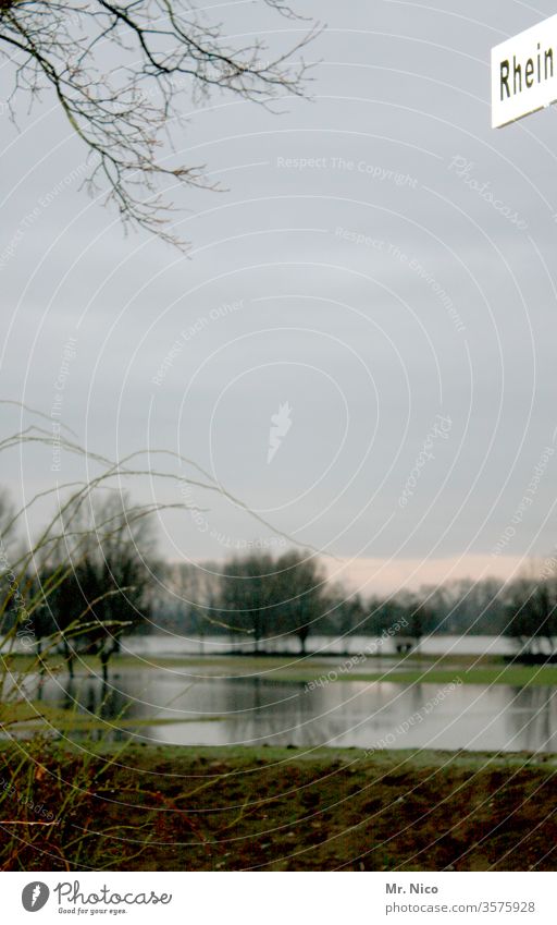 Rhein Hochwasser Wasser Fluss Natur Umwelt Flussufer Landschaft Klima Klimawandel Erholungsgebiet Nordrhein-Westfalen Idylle Wiese natürlich