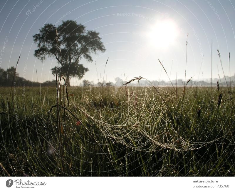 Weide und Spinnennetz mit Morgentau Tau Wassertropfen Flußauen Wiese Gras Halm Sonne Solitärbaum Elbe