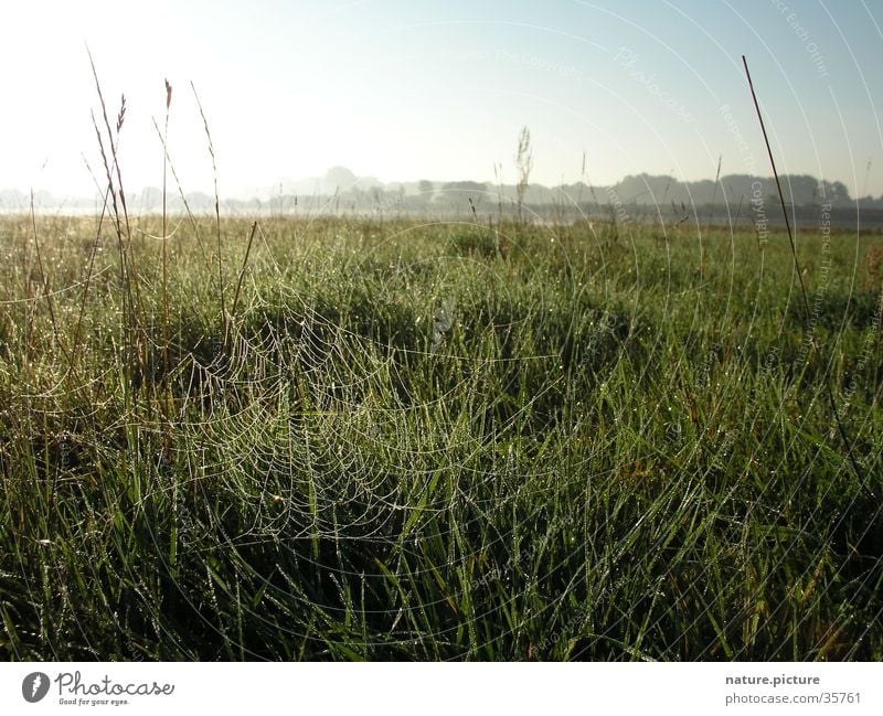 Spinnennetz mit Morgentau Tau Wassertropfen Flußauen Gegenlicht Wiese Gras Halm Sonne Elbe