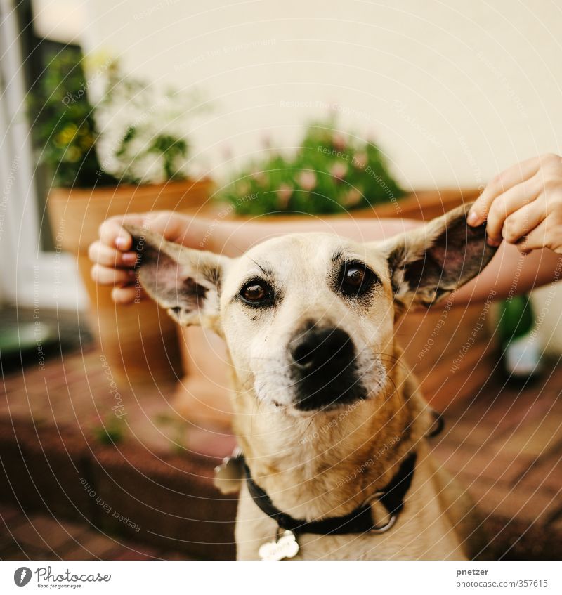 Dumbo Freizeit & Hobby Spielen Garten Hand 1 Mensch Umwelt Natur Tier Haustier Hund Tierjunges frech klug Gefühle Stimmung Freude Glück Fröhlichkeit