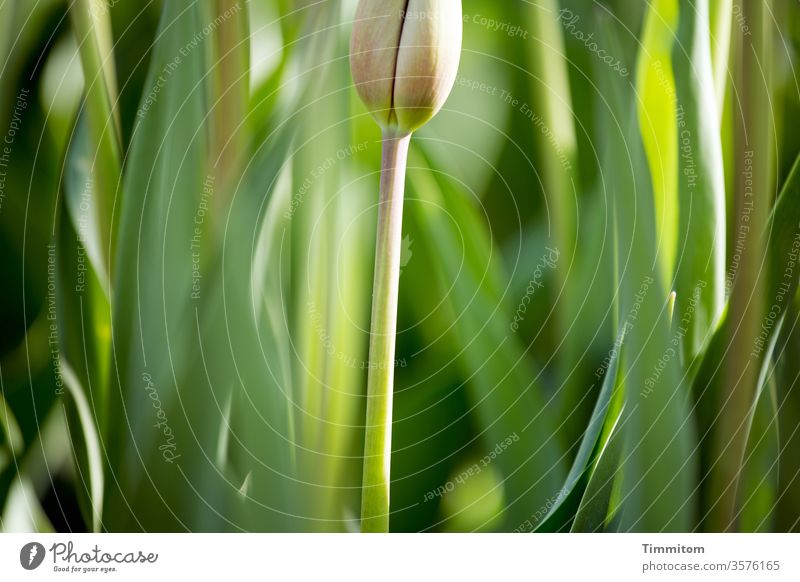 Beschnittene Tulpe Tulpenblüte Tulpenblatt Blume Pflanze Frühling Natur grün Menschenleer rosa