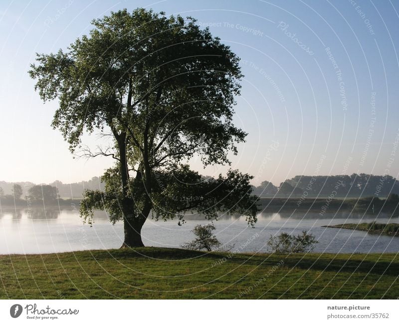 Weide am Fluss Morgen Flußauen Pappeln Wiese Baum Elektrizität Morgendämmerung Stromtal Elbe Elbstrom Solitärbaum Weichholzaue Nebel Blauer Himmel