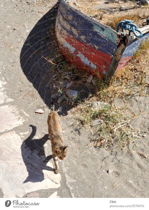 Schreitende Katze, gestrandetes Boot Haustier Farbfoto Tag Fischerboot Außenaufnahme Schifffahrt Wasserfahrzeug Menschenleer alt Strand Küste Sand