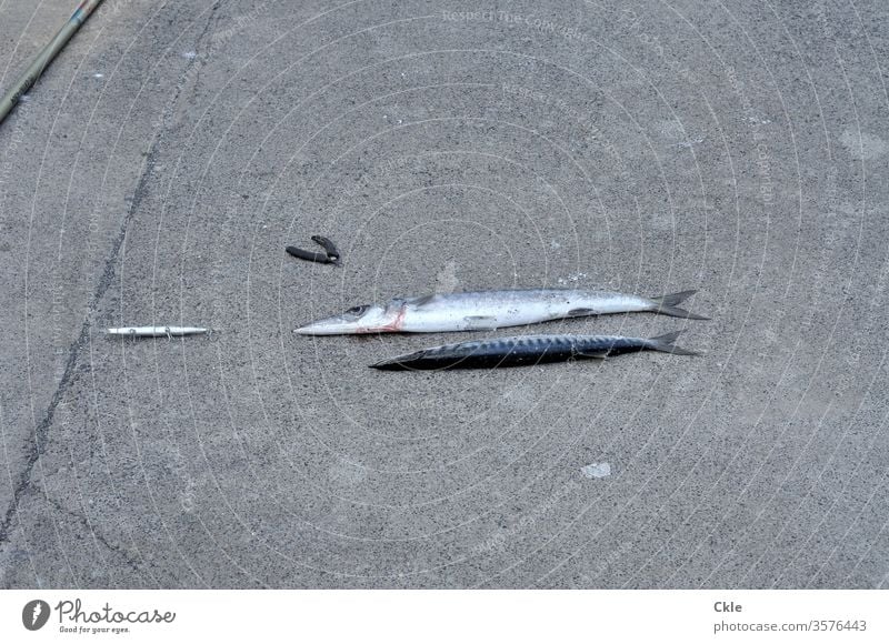 Geangeltes mit Angelgerät Fische Angeln Köder Angelhaken Zange Freizeit & Hobby Farbfoto Außenaufnahme Tier Angelköder Nahaufnahme Fang Beute Haken Stillleben