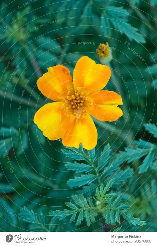 Gelbe Blüte auf einem Hintergrund aus grünen Pflanzen. schön Schönheit Blütezeit Überstrahlung Botanik hell Nahaufnahme Farbe farbenfroh Flora geblümt Blume