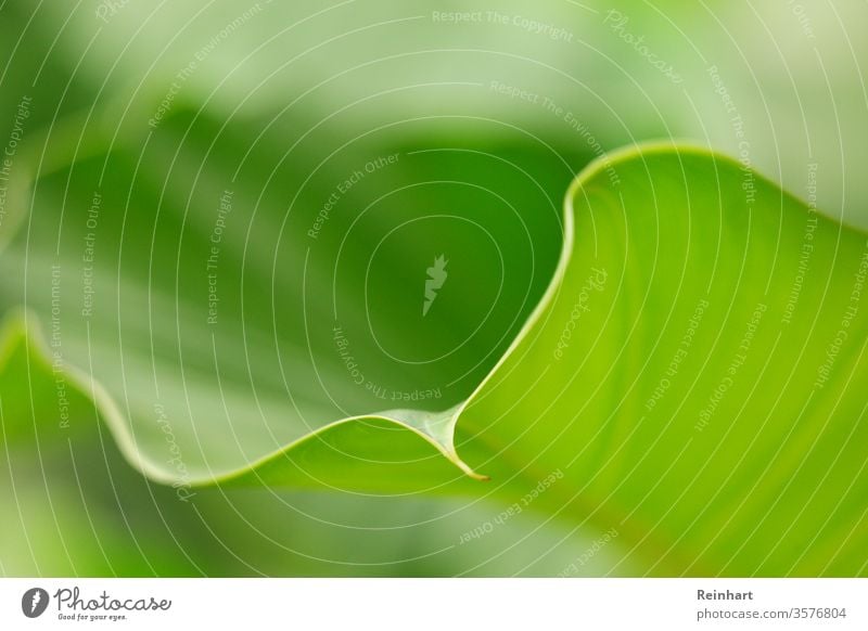 Blüte des Lebens Frühling Überstrahlung Natur grün Blume Pflanze geblümt frisch natürlich Garten Nahaufnahme Blatt Beautyfotografie Farbfoto Hintergrund