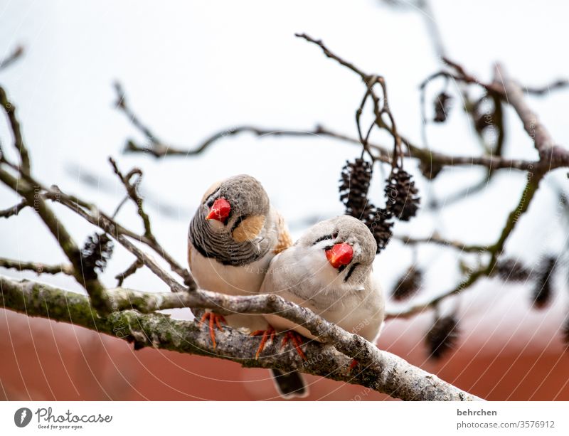 pieps pieps Tiergesicht Wildtier Gefieder Baum Natur Ast niedlich Flügel Federn Vogel Zebrafink Fink außergewöhnlich exotisch fantastisch schön klein Schnabel