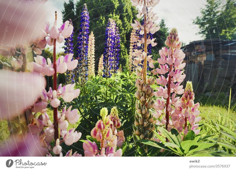 Bunte Kerzen Lupinen Blumen blühend Frühling Garten Idylle Pflanze Blüte grün Nahaufnahme Farbfoto Außenaufnahme schön Blühend Natur bunt rosa lila natürlich