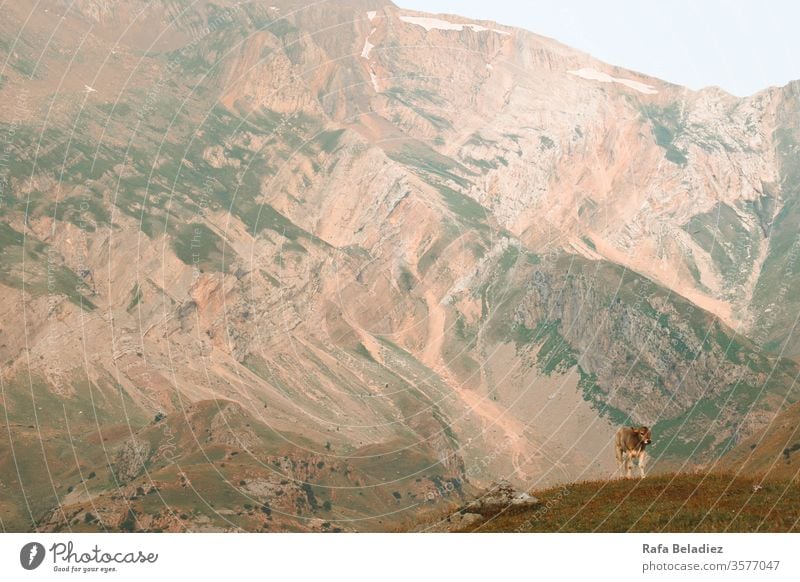 Junger Widder auf dem Gipfel des Hügels Tier wild Berge u. Gebirge Schafsbock Natur Pyrenäen Spanien Huesca Muster im Freien