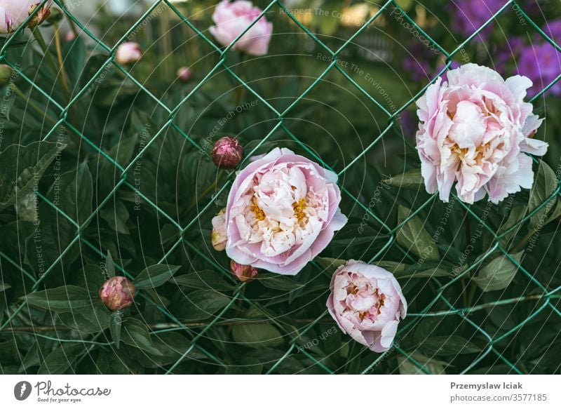 rosa Pfingstrosenblüten im Garten gegen grüne Blätter Hintergrund Blume Gras Sommer Raum Makro Blatt Natur schön Schönheit Chrysantheme nach oben Text groß