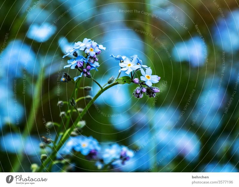 erinnerungen Unschärfe Sonnenlicht Menschenleer Außenaufnahme Farbfoto schön klein türkis Stengel Blütenknospen verblüht Duft Blühend Wiese Park Garten Blume