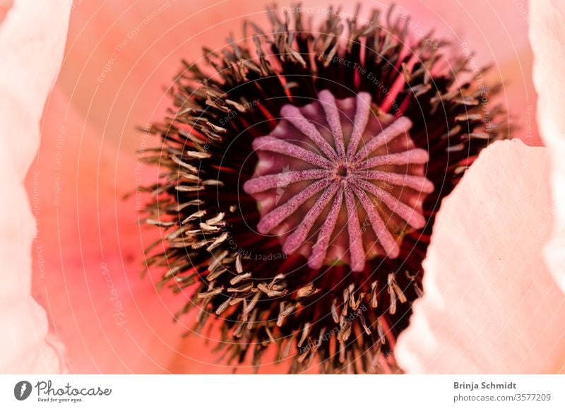 One large, beautiful pink poppy blossom light, glorious and splendid in a garden, from above salmon fragility papaver orientalis details macro ornamental