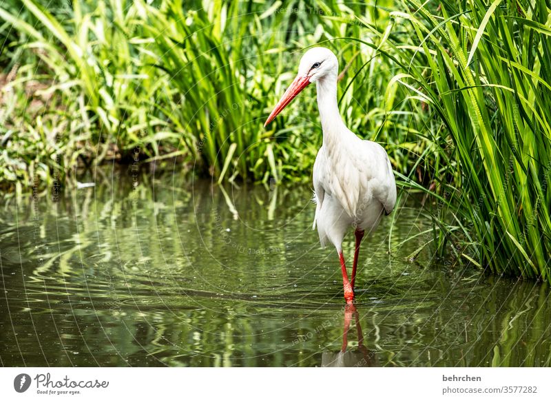 noch seh ich dich nicht! doch spür deine gegenwart! in bälde bist mein! Tier fantastisch außergewöhnlich schön Schilfrohr Teich Feder Storch Farbfoto Licht Tag