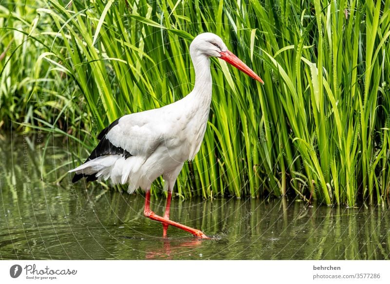 naaa nachbar... Tier fantastisch außergewöhnlich schön Schilfrohr Teich Feder Storch Flügel Farbfoto Licht Tag Menschenleer Schnabel Tiergesicht weiß Vogel