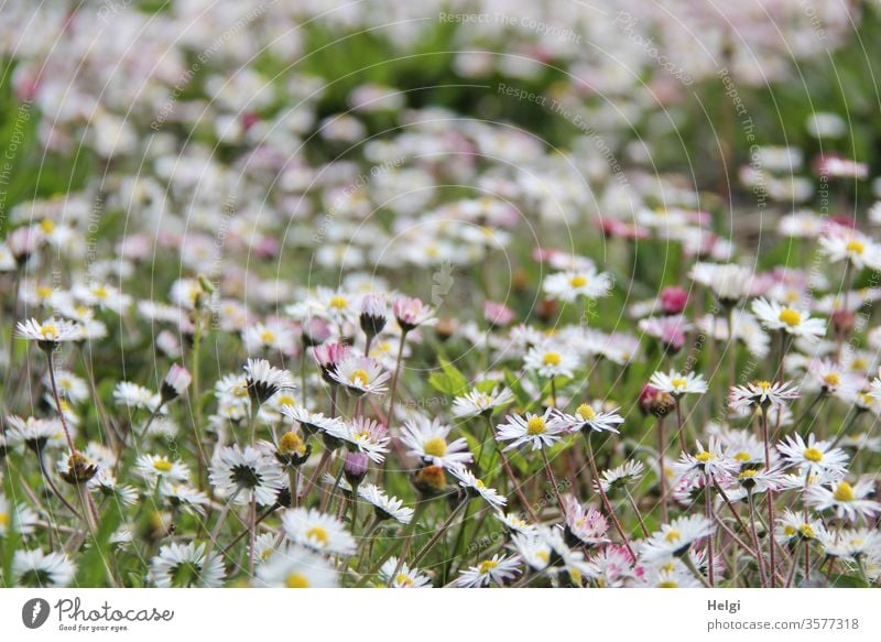 Blumenwiese - unzählige Gänseblümchen blühen auf einer Wiese Blüte Blühwiese Landschaft Natur Umwelt natürlich Pflanze Außenaufnahme Farbfoto Blühend