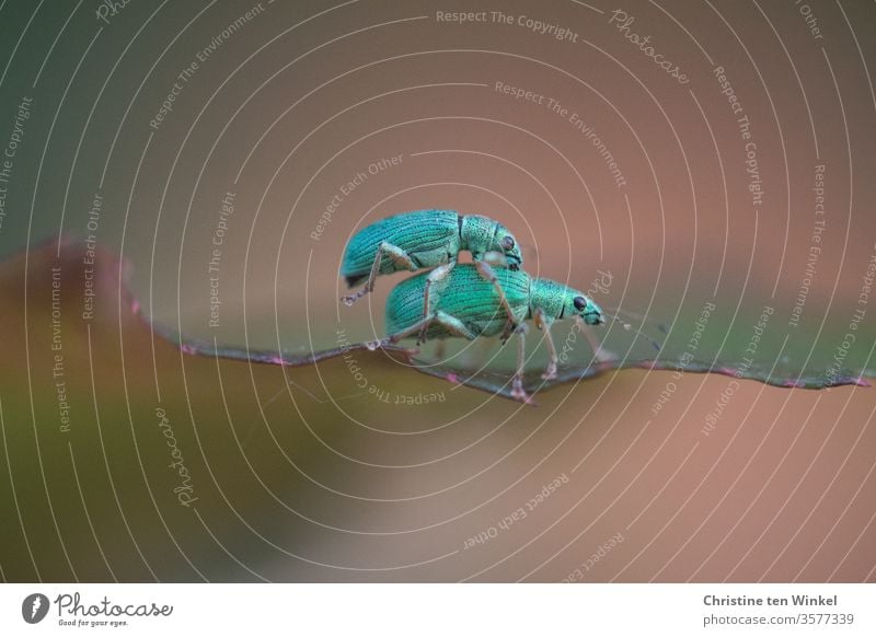 Zwei Grünrüssler bei der Paarung  auf einem Rosenblatt Rüsselkäfer 2 Liebesspiel Sex Fortpflanzung Käfer Insekt Wildtier Tier türkis grün schillernd krabbeln