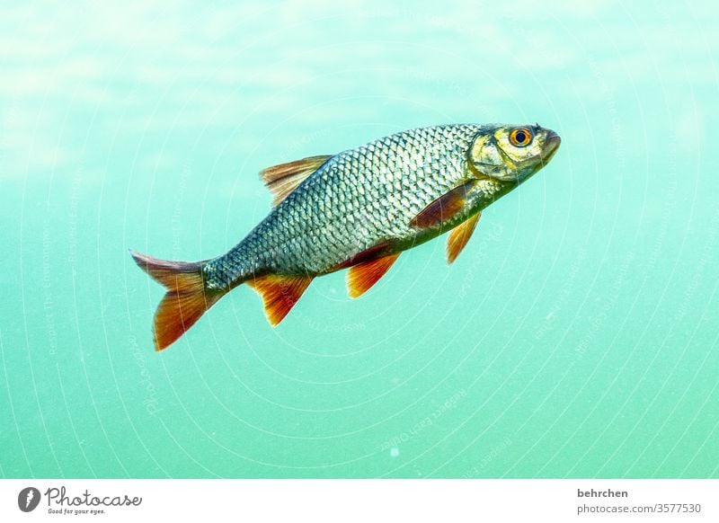 freitagsfisch Lachs Karpfen Forelle flossen See Meer Wildtier Natur Aquarium Farbfoto Tierporträt Unterwasseraufnahme Menschenleer Wasser schwimmen Schuppen